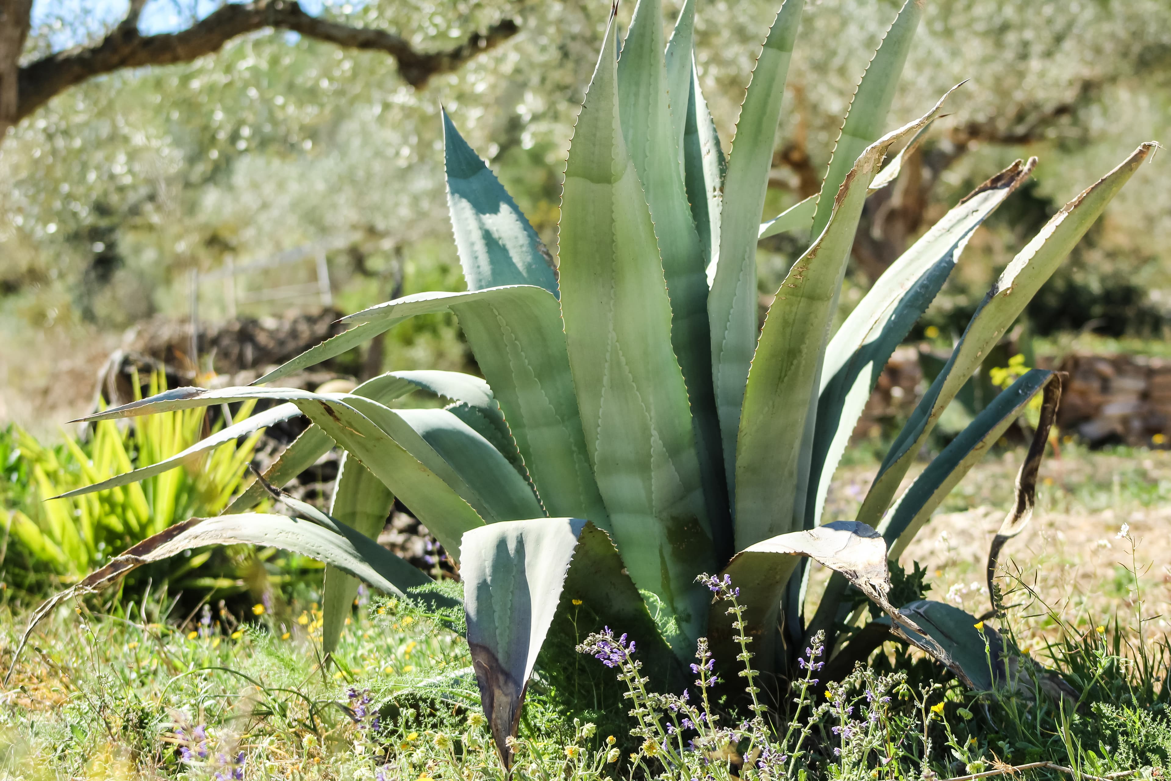 Finca Emmita
